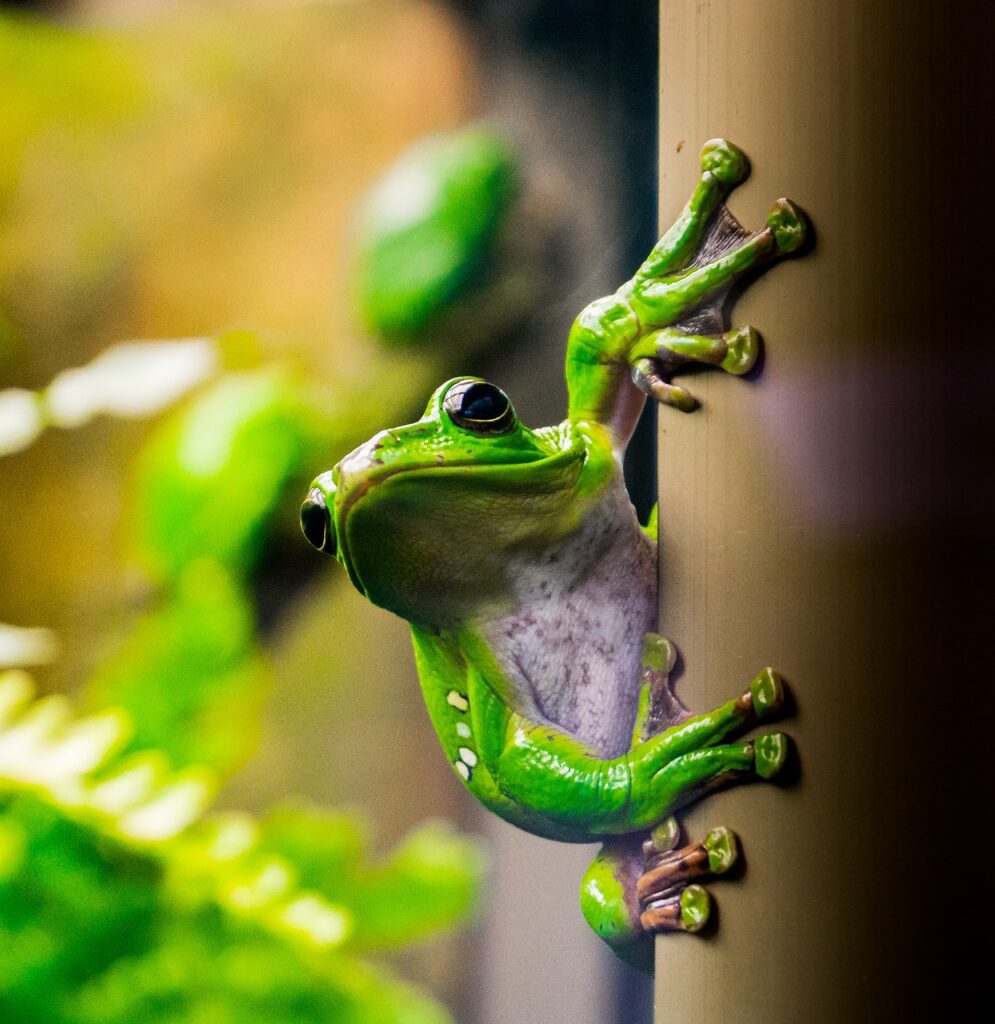frog, rainforest, terrarium-6328885.jpg