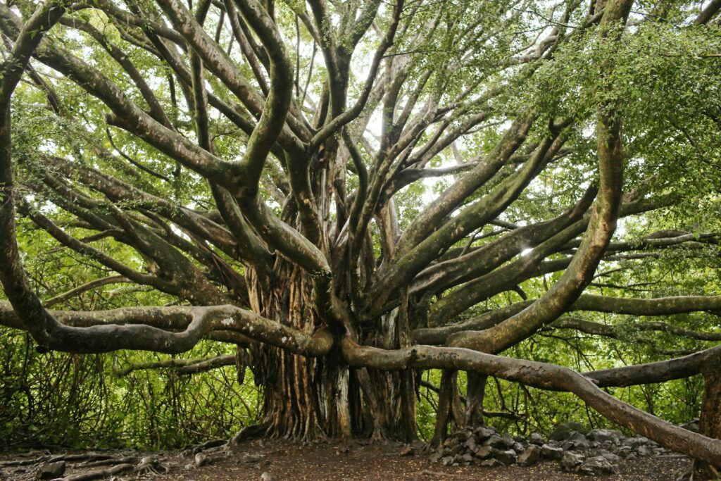 green and brown tree during daytime